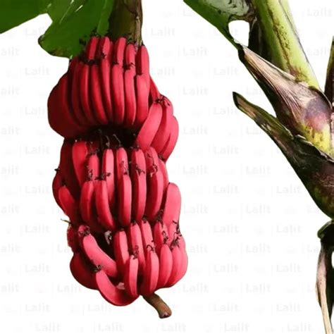 Red Banana | Musa Acuminata "Red Dacca" - Plant – Lalit Enterprise