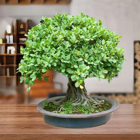 Chinese banyan,Chinese bot live plant - Bonsai, Garden plant (pack of 1 ...