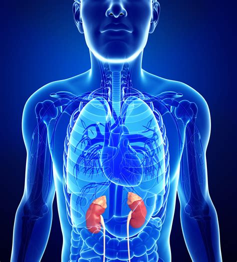 How To Improve Adrenal Glands - Signalsteel19