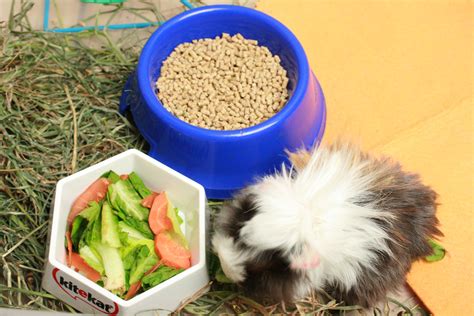 What S The Difference Between Rabbit Food And Guinea Pig Food at Glenn Barbee blog
