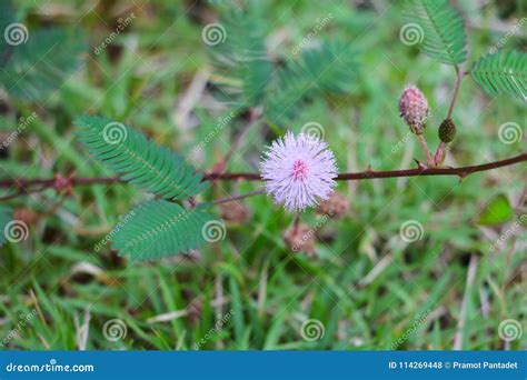 Mimosa Pudica Flower of Shy Plant Beautiful in Nature Stock Photo ...