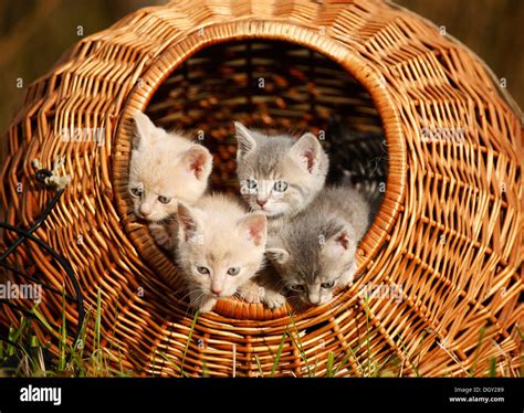 Four cat kittens basket hi-res stock photography and images - Alamy