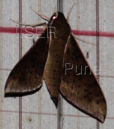 Ramana Athreya @ IISER-Pune : Sphingid Species Notes