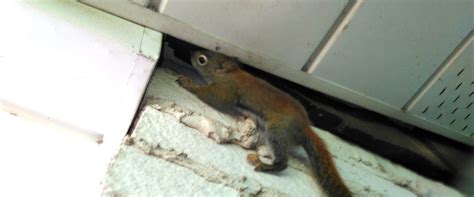 Squirrels In The Attic | Skedaddle Scarborough
