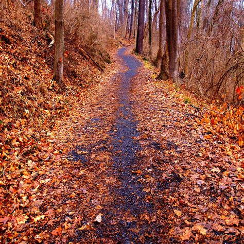 Nature Trail 的图像结果