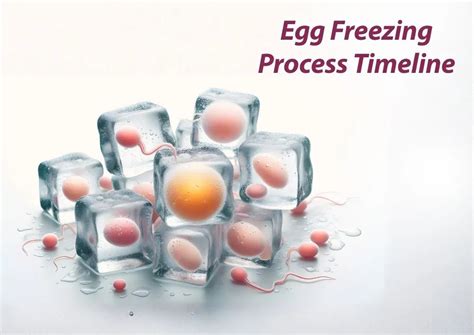 Image result for Egg Freezing Process