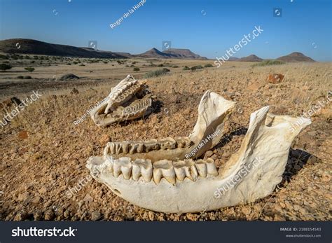 174 Western Black Rhinoceros Images, Stock Photos & Vectors | Shutterstock