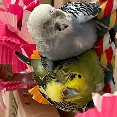 Image result for Fancy Conure