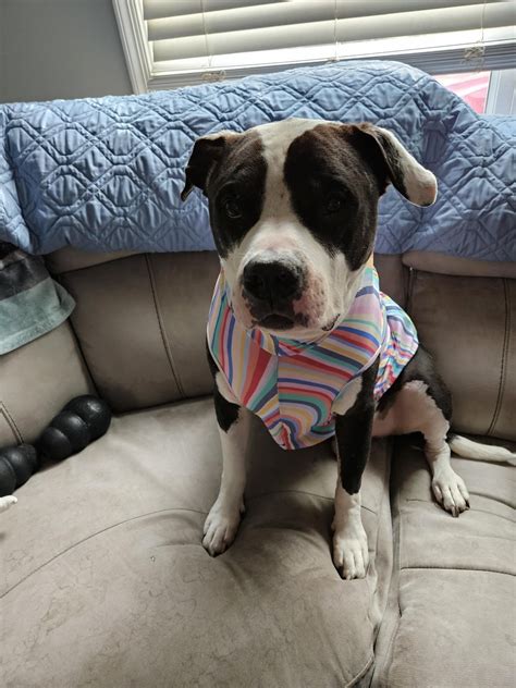 Spinal Arthritis : r/pitbulls