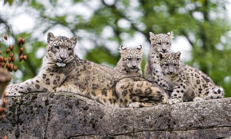 Majestic Snow Leopard Cubs HD Wallpaper