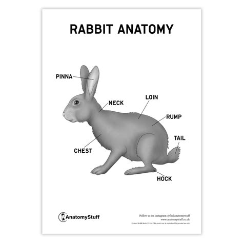 Anatomy Of A Bunny Anatomy Of A Bunny | Homemadecreations