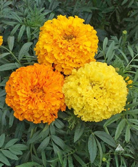 African Marigold Crackerjack (Tagetes erecta) | Applewood Seed Co.