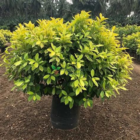 Buy Ficus Panda Plant Online | Manbhawan Nursery