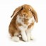 Image result for Super Cute Baby Bunny