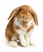 Image result for RABBIT