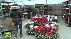 fiori vendita vendita fiori all ingrosso mercato dei fiori andamento fiori vendita vendita fiori all ingrosso mercato dei fiori andamento