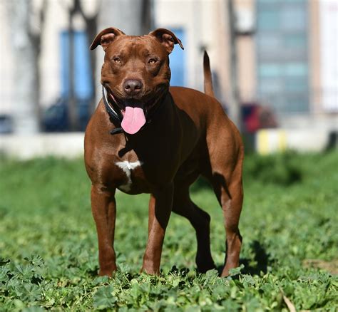 American Pit Bull Terrier Dog Breed & Adoption Info | Petfinder