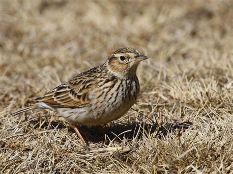 Oriental Skylark - Alauda gulgula - Alaudidae - Birds of India - Bird ...
