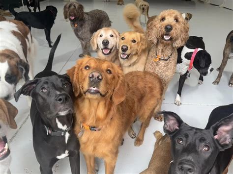 Image result for Go Fetch