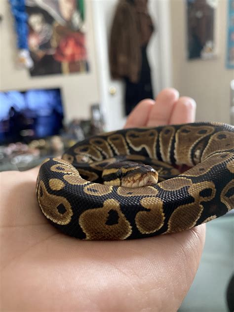 Ball Python Weight Gain 的图像结果