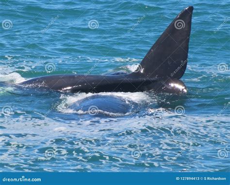 Southern Right Whale Calf with Its Mother Stock Image - Image of right, belonging: 127894413