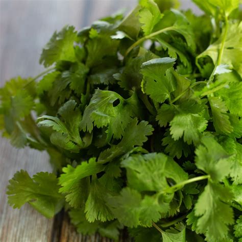 Coriander Vs Parsley