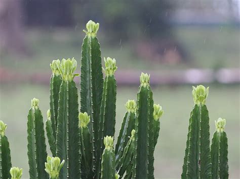 The 10 Best Hotel Deals in Takdah (Jun 2024) - Tripadvisor