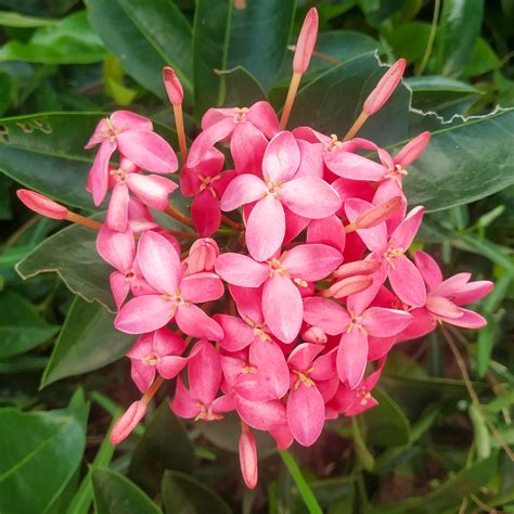 Plants – Page 3 – Santhi Online Plants
