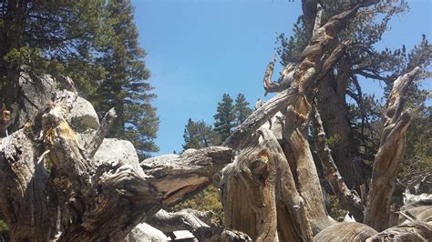 Marion Mountain Camping | Idyllwild, CA