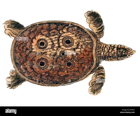 Image result for Round Shell Turtle