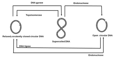 Figure 17.1: Different forms of plasmids