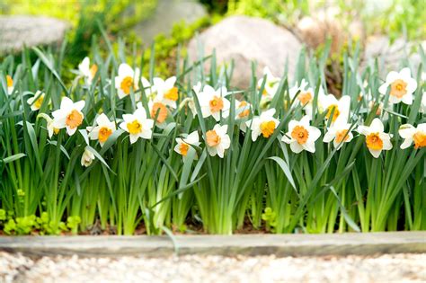 How and When to Plant Daffodil Bulbs