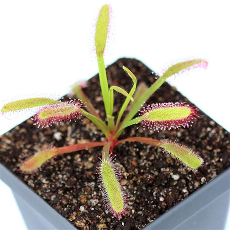 Drosera capensis 'Bainskloof' - Cape Sundew | Curious Plant