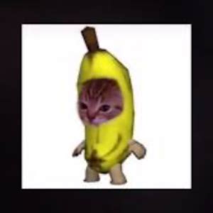 Image result for Cat Writing Python Code