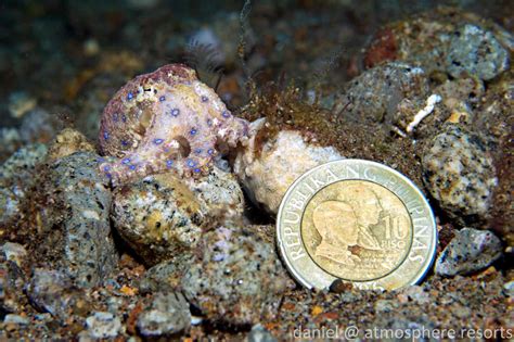 Image result for Blue-Ringed Octopus Facts