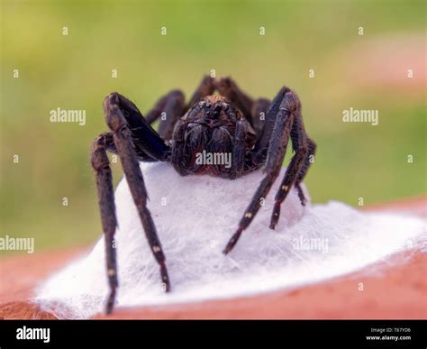 Macro photography of a big black wolf spider protecting her nest ...