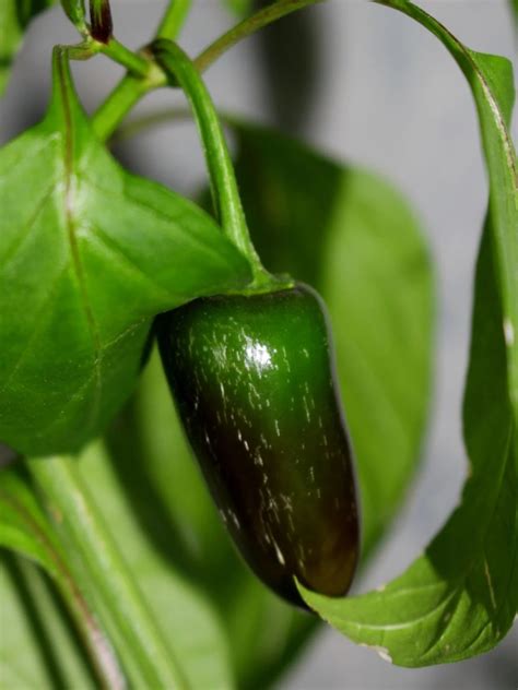 Jalapeno Companion Plants: Tips For Growing And Harvesting – Artourney