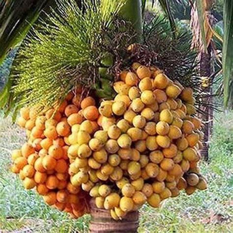 e generix Betel Nut/Supari Plant Price in India - Buy e generix Betel ...