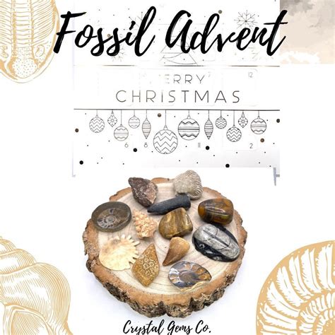 Fossil Gemstone Advent Calendar With 12 or 24 Fossils for Christmas - Etsy