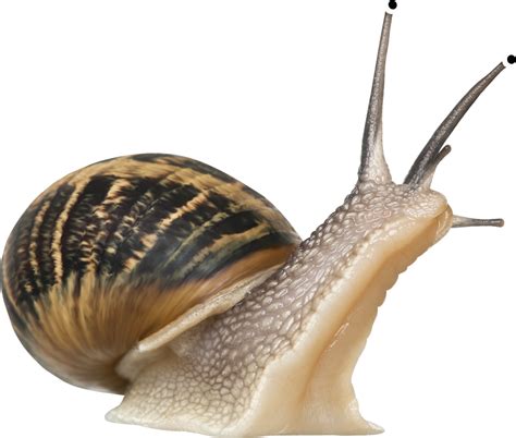 Snail PNG transparent image download, size: 1280x1088px