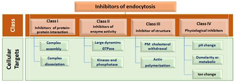 Mechanistic-Based Classification of Endocytosis-Related Inhibitors ...