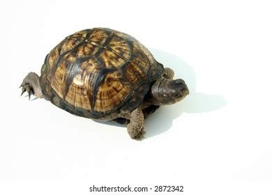 Image result for Japanese Box Turtle