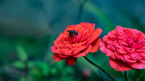 Spring Ppt Background 的图像结果