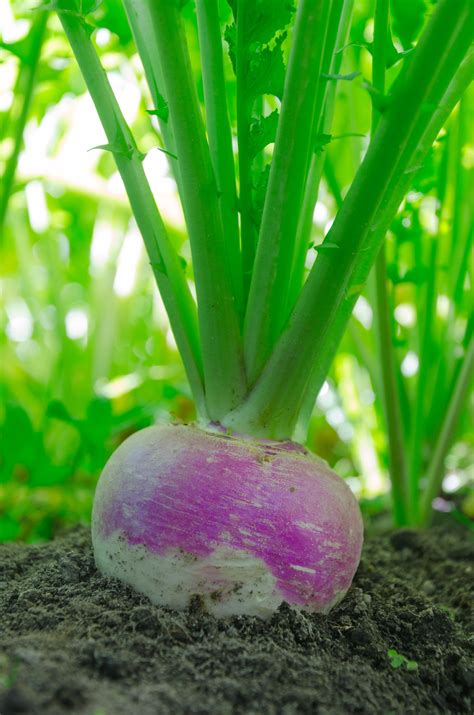 Turnip Purple Top – korrelseeds