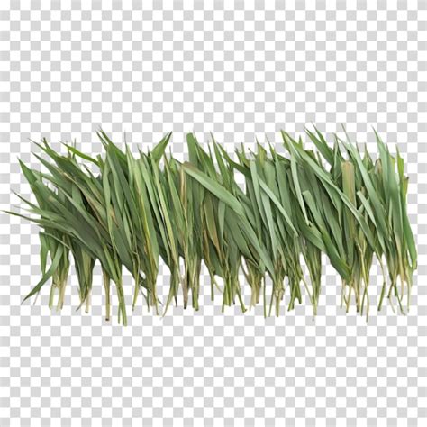 Page 3 | Festuca arundinacea PSD, High Quality Free PSD Templates for ...
