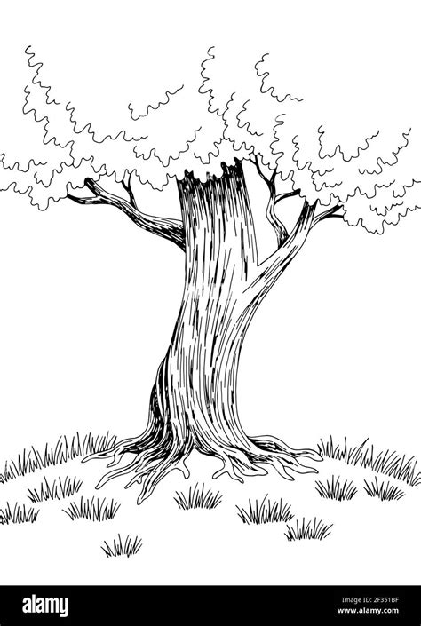 Image result for How to Draw a Simple Large Tree
