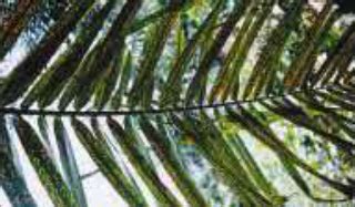 Nutritional Deficiencies of Oilpalm | Vikaspedia - English - Agriculture