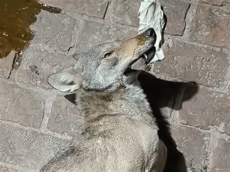 Man-eating wolf shot dead in Bahraich encounter Forest team shoots wolf ...