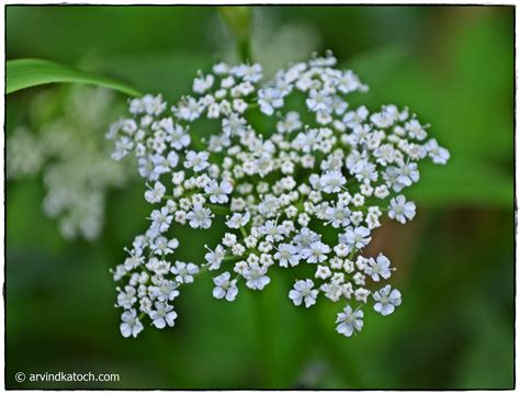 Beautiful very tiny white flowers (Not clearly visible to naked eye)