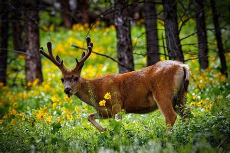 National Wildlife Week | Blog | Twinkl USA - Twinkl